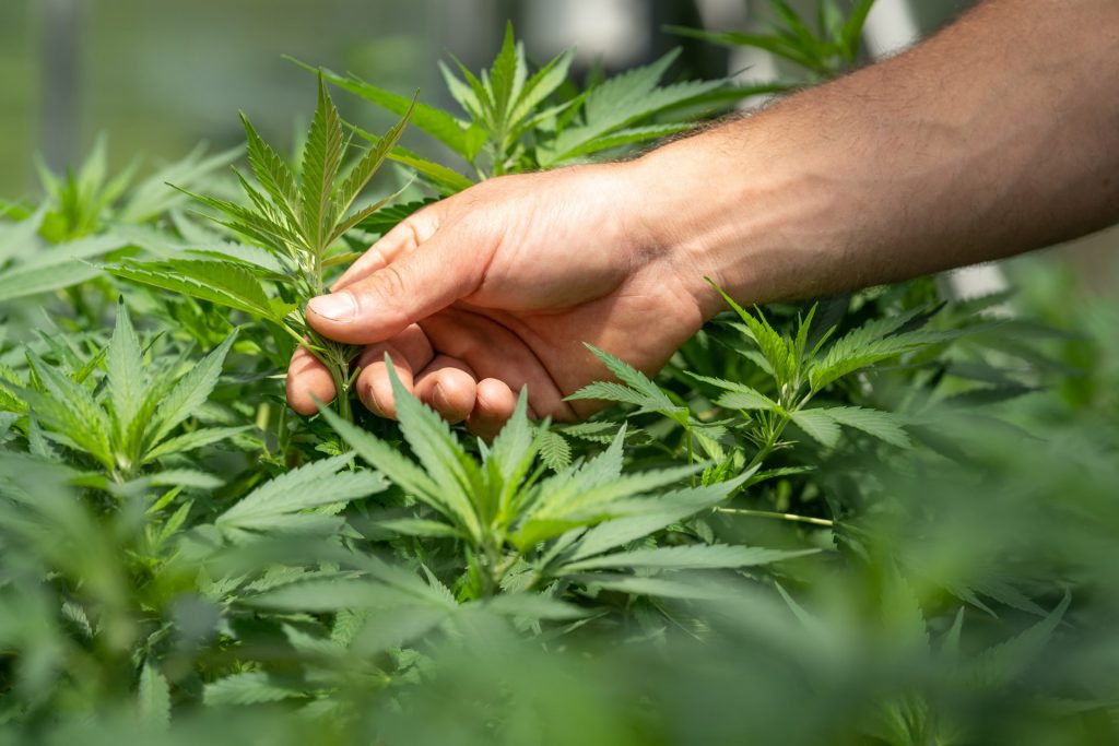 a hand holding a bunch of green leaves